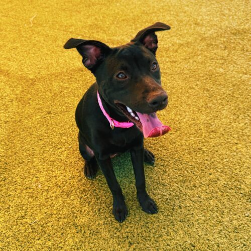 Chancey, an adoptable Black Labrador Retriever, Pit Bull Terrier in Hays, KS, 67601 | Photo Image 3