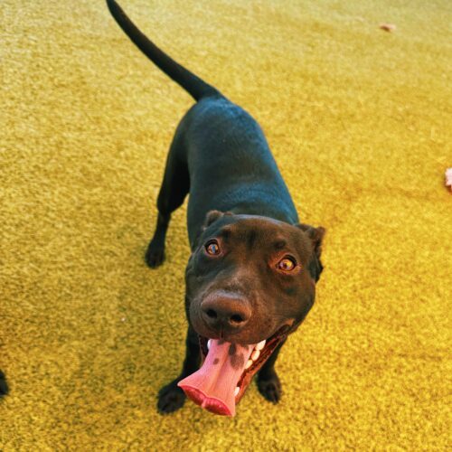 Chancey, an adoptable Black Labrador Retriever, Pit Bull Terrier in Hays, KS, 67601 | Photo Image 4