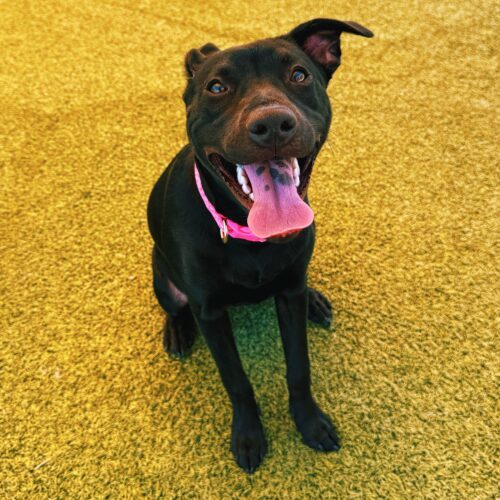 Chancey, an adoptable Black Labrador Retriever, Pit Bull Terrier in Hays, KS, 67601 | Photo Image 5