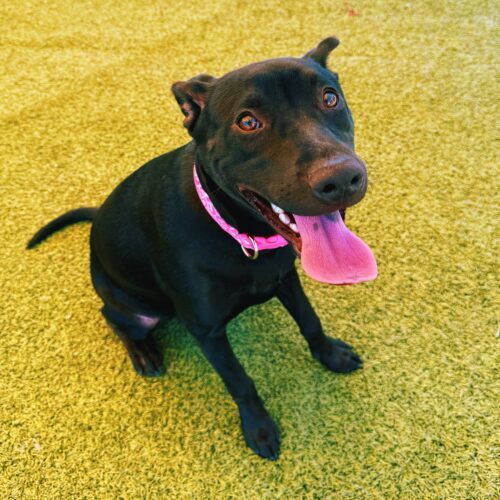 Chancey, an adoptable Black Labrador Retriever, Pit Bull Terrier in Hays, KS, 67601 | Photo Image 6