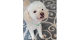 Scrappy Doo, Adult Male unknown