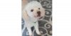 Scrappy Doo photo 1