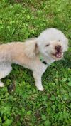 Scrappy Doo photo 3
