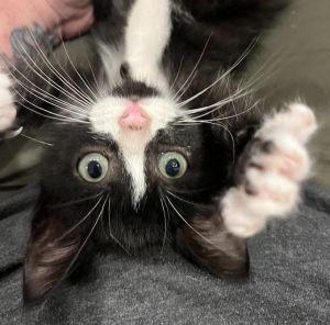 Cherry Tango Domestic Short Hair Cat