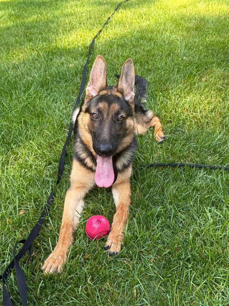Foxy, an adoptable German Shepherd Dog in Suamico, WI, 54173 | Photo Image 1