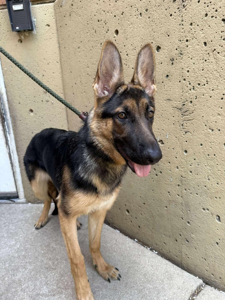 Foxy, an adoptable German Shepherd Dog in Suamico, WI, 54173 | Photo Image 2