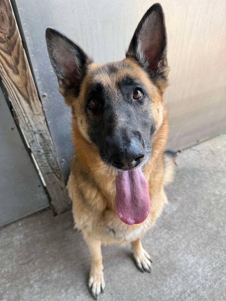 Kira, an adoptable German Shepherd Dog in Suamico, WI, 54173 | Photo Image 1