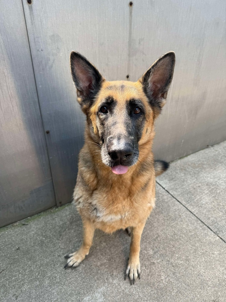 Kira, an adoptable German Shepherd Dog in Suamico, WI, 54173 | Photo Image 2