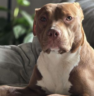 Grace - AVAILABLE Pit Bull Terrier Dog