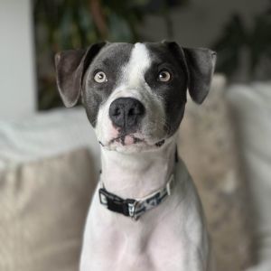 Fern - AVAILABLE for Foster-To-Adopt Pit Bull Terrier Dog