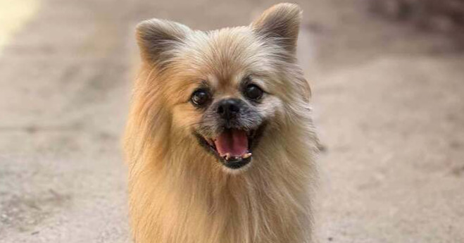 Max, an adoptable Pekingese in Statesboro, GA, 30459 | Photo Image 1