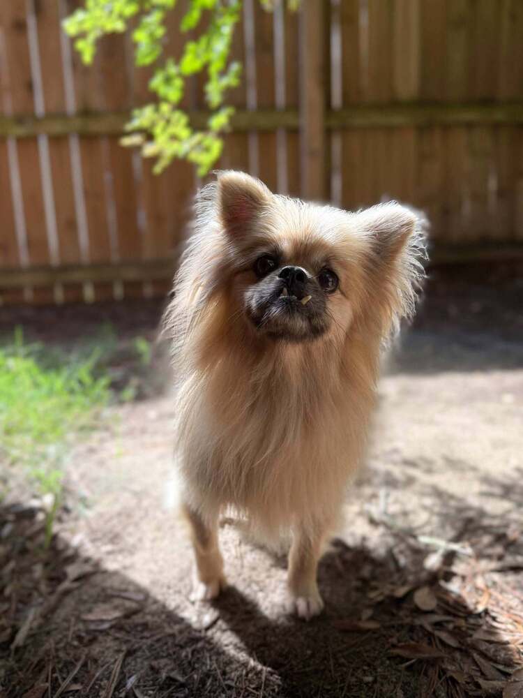Max, an adoptable Pekingese in Statesboro, GA, 30459 | Photo Image 2