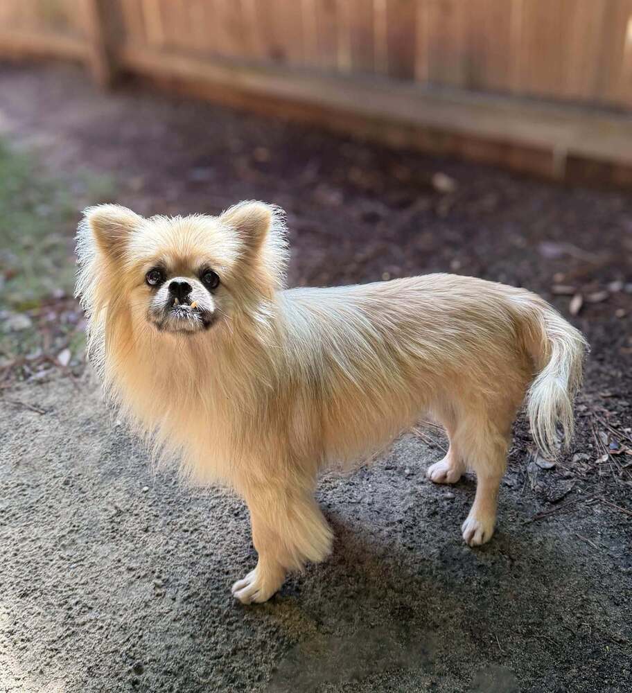 Max, an adoptable Pekingese in Statesboro, GA, 30459 | Photo Image 3