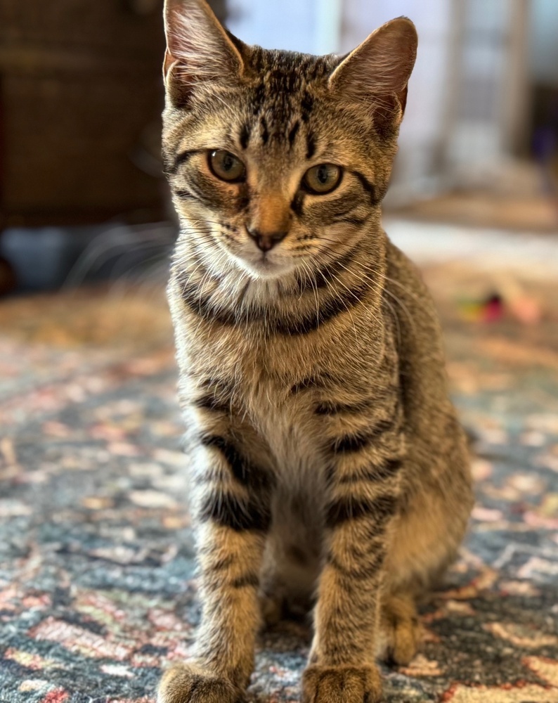 Rumi