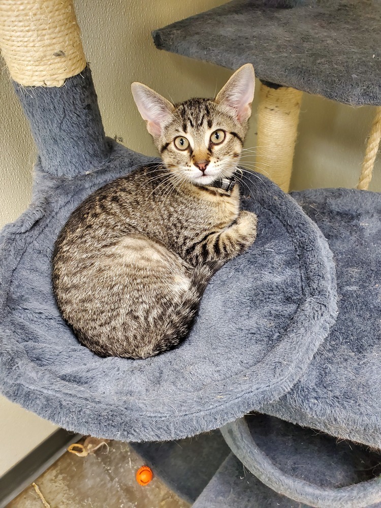 Pax, an adoptable American Shorthair, Tabby in Bartlesville, OK, 74006 | Photo Image 1