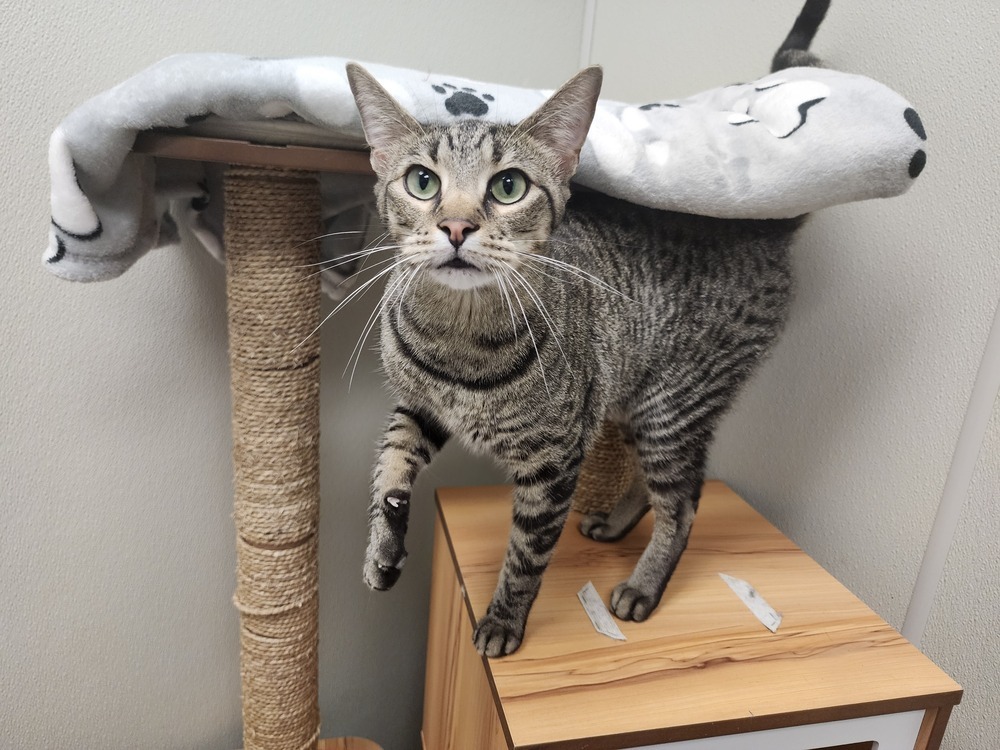 Pax, an adoptable American Shorthair, Tabby in Bartlesville, OK, 74006 | Photo Image 2