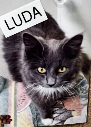 Luda, Young Female unknown