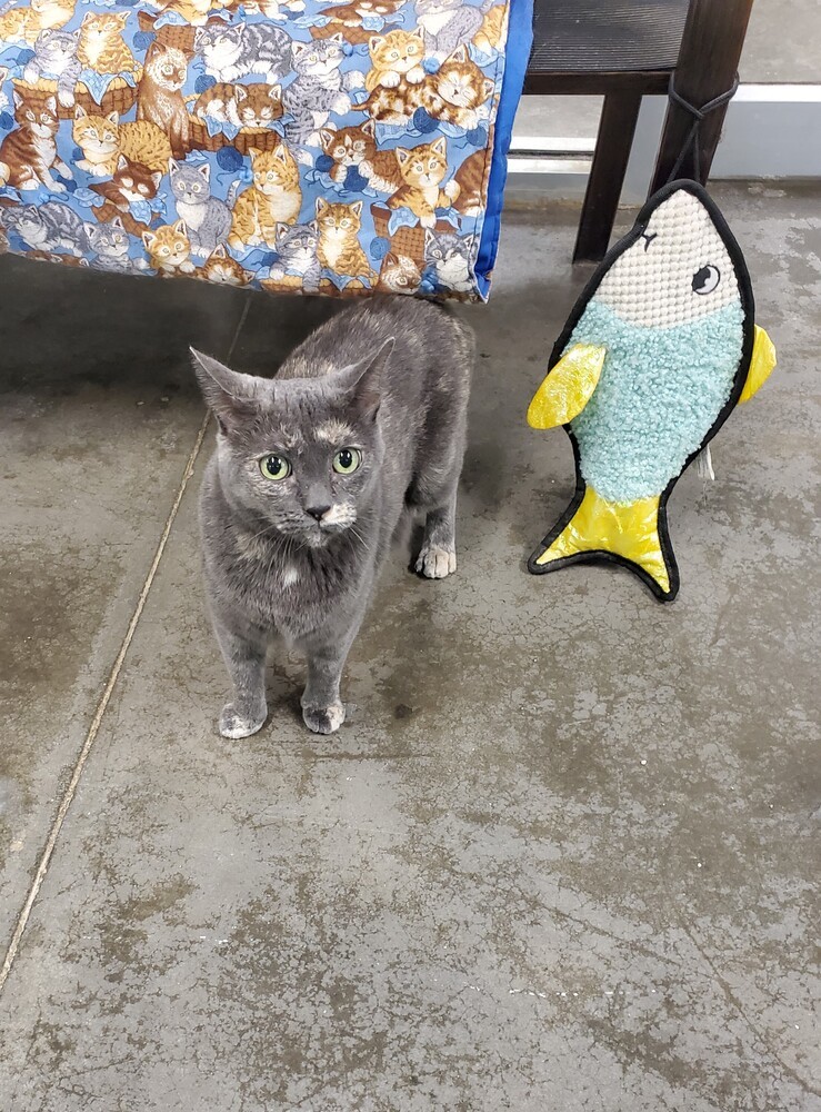 Star, an adoptable American Shorthair in Bartlesville, OK, 74006 | Photo Image 2