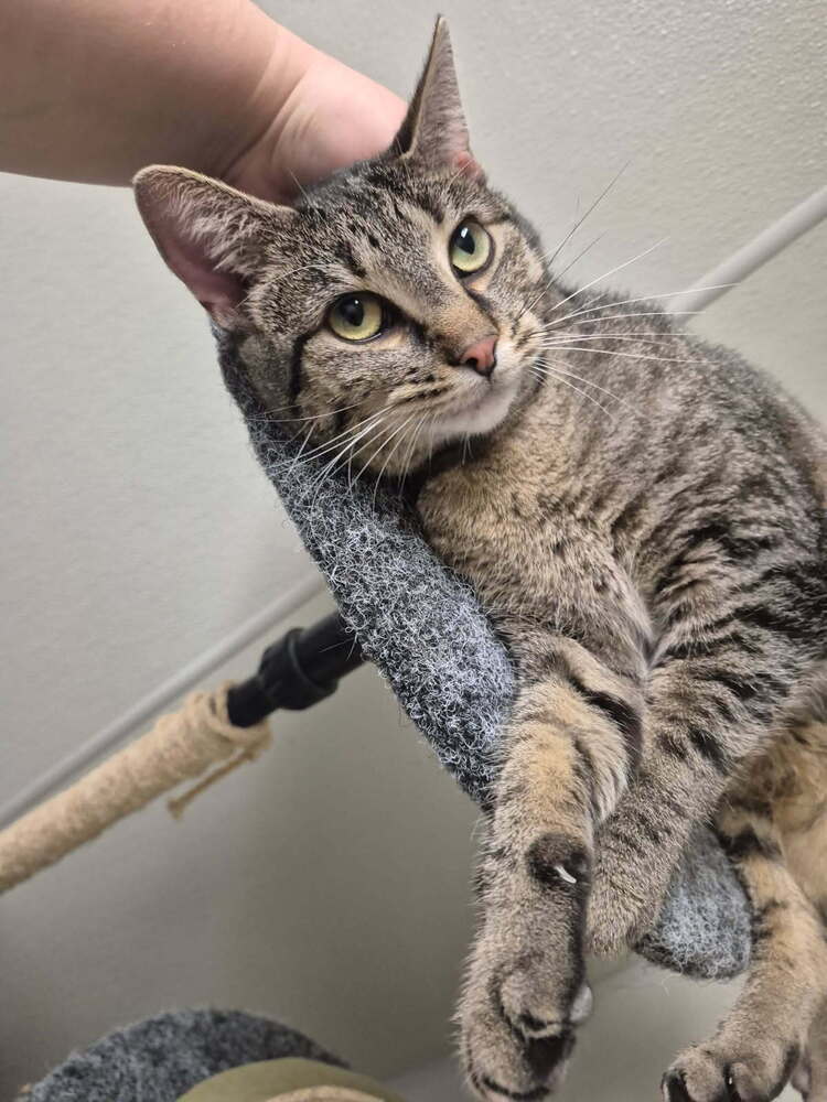 Joy, an adoptable American Shorthair, Tabby in Bartlesville, OK, 74006 | Photo Image 1