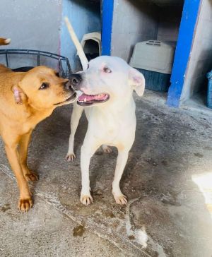 Junior Mixed Breed Dog