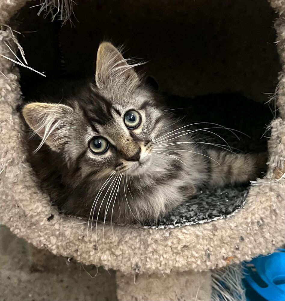 Buoy, an adoptable Domestic Long Hair in McPherson, KS, 67460 | Photo Image 1