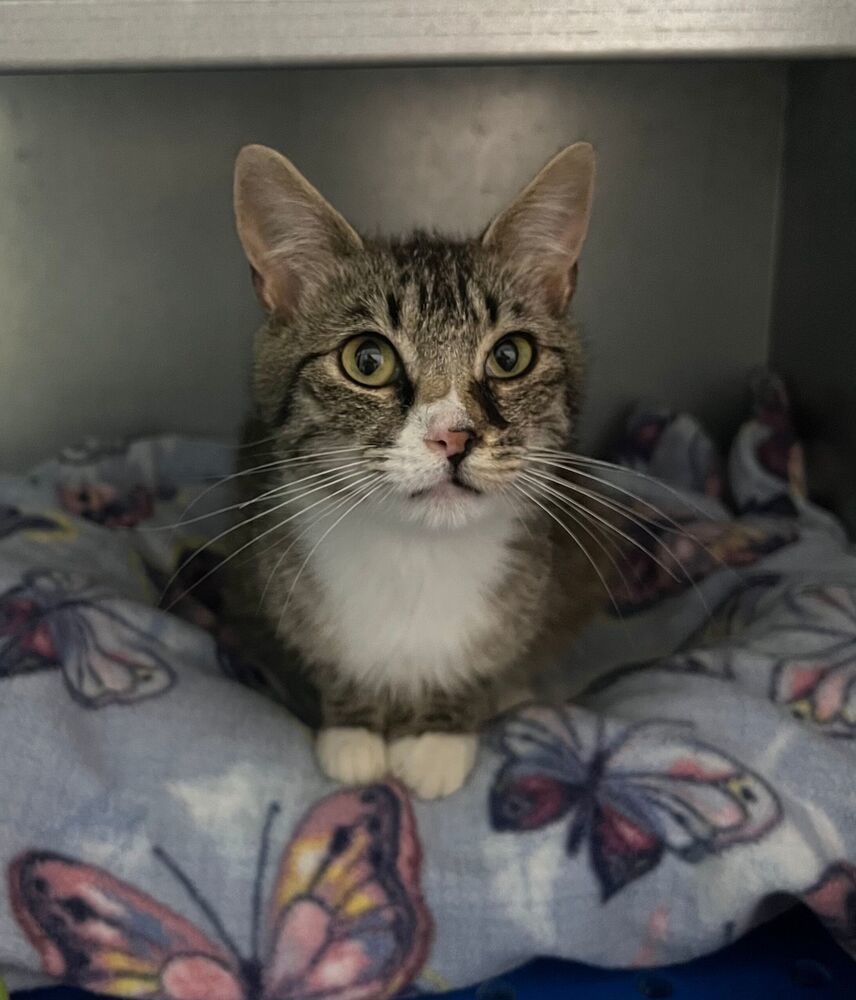 Liberty, an adoptable Domestic Short Hair in McPherson, KS, 67460 | Photo Image 1