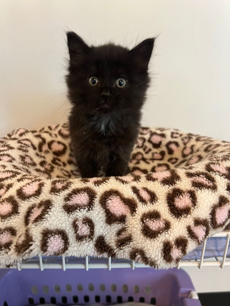 Petrie, an adoptable Domestic Long Hair in McPherson, KS, 67460 | Photo Image 1