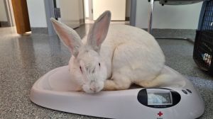 Brie, Adult Female unknown