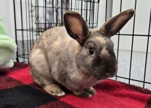 Harley, Adult Female unknown