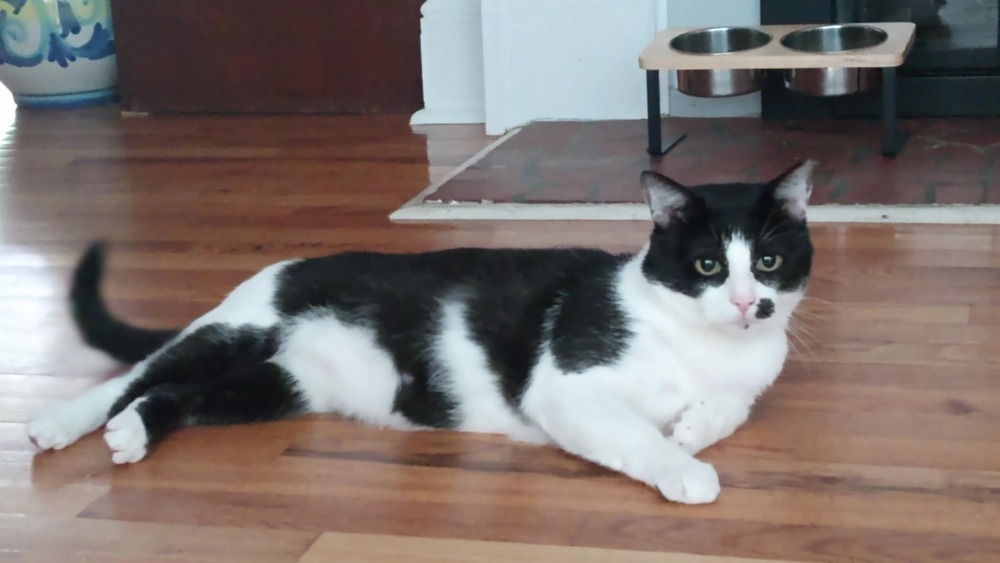 Kiko