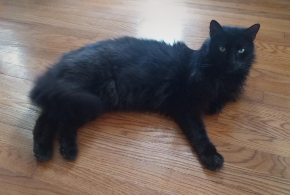 Regal