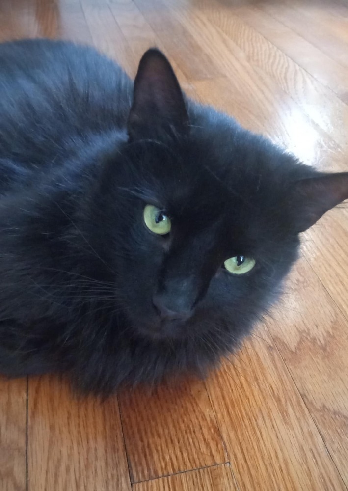 Regal