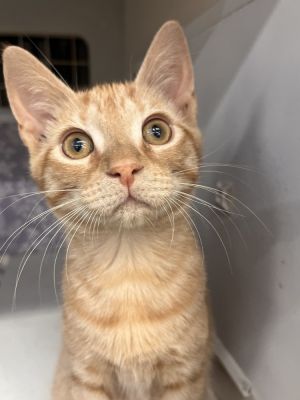 Ozzy, Baby Male unknown