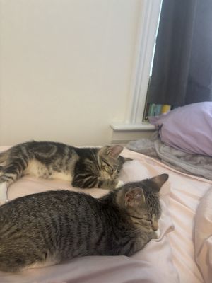These two kittens are a super playful and adorable brother-sister pair Hokkaido the boy is extrem