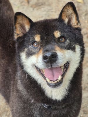AAD New Arrival!! Yoshi - 25153, Adult Male unknown