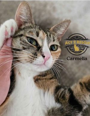 Carmella, Adult Female unknown