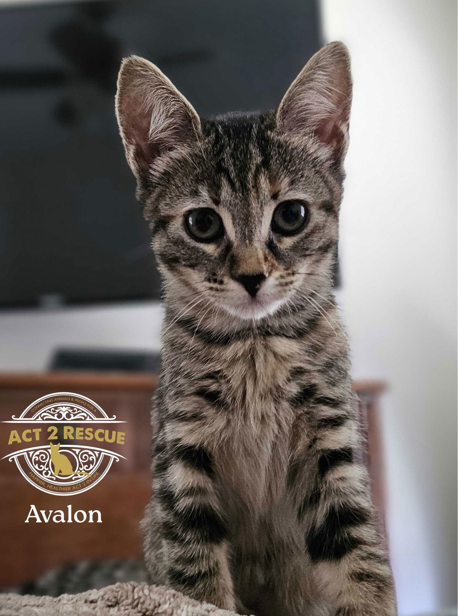 Avalon