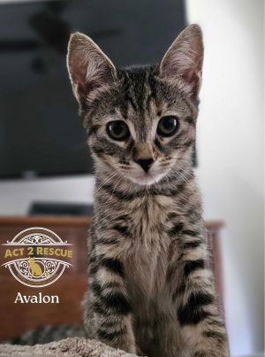 Avalon, Young Female unknown