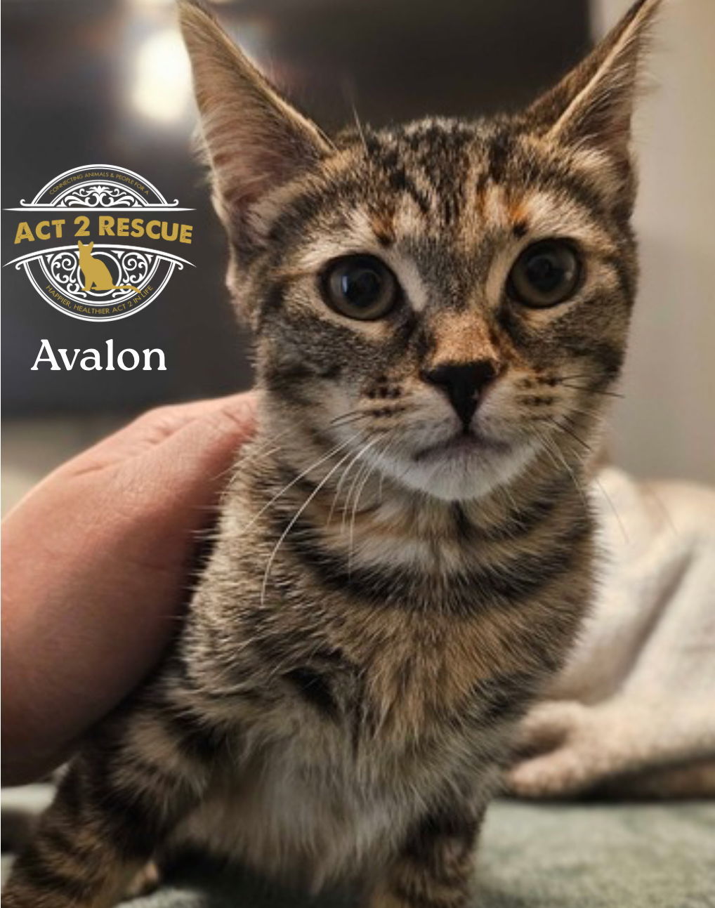 Avalon
