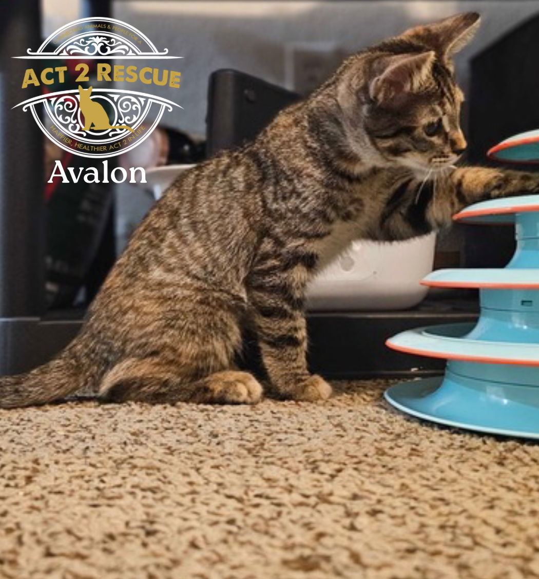 Avalon