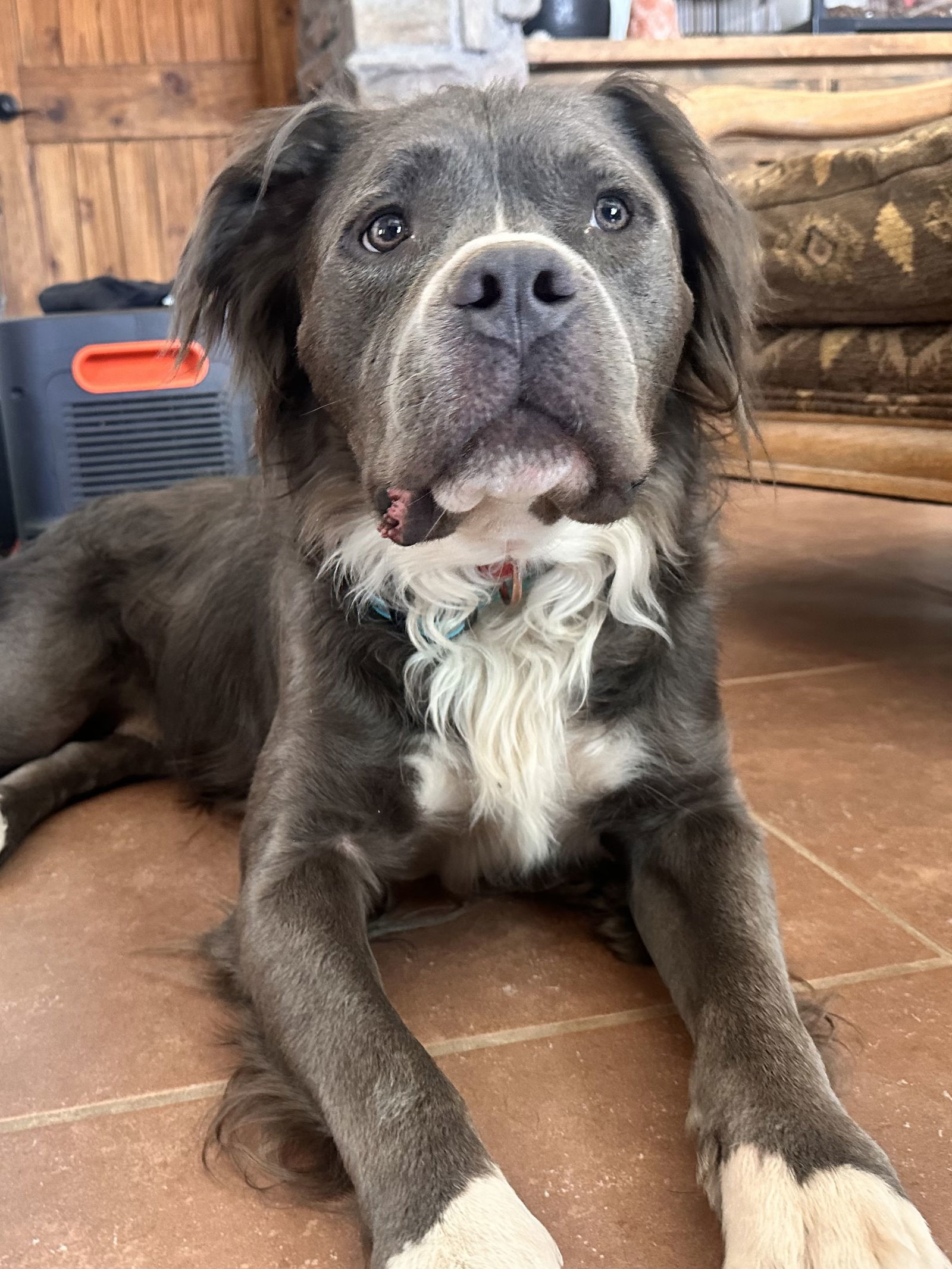 Bubba Bear