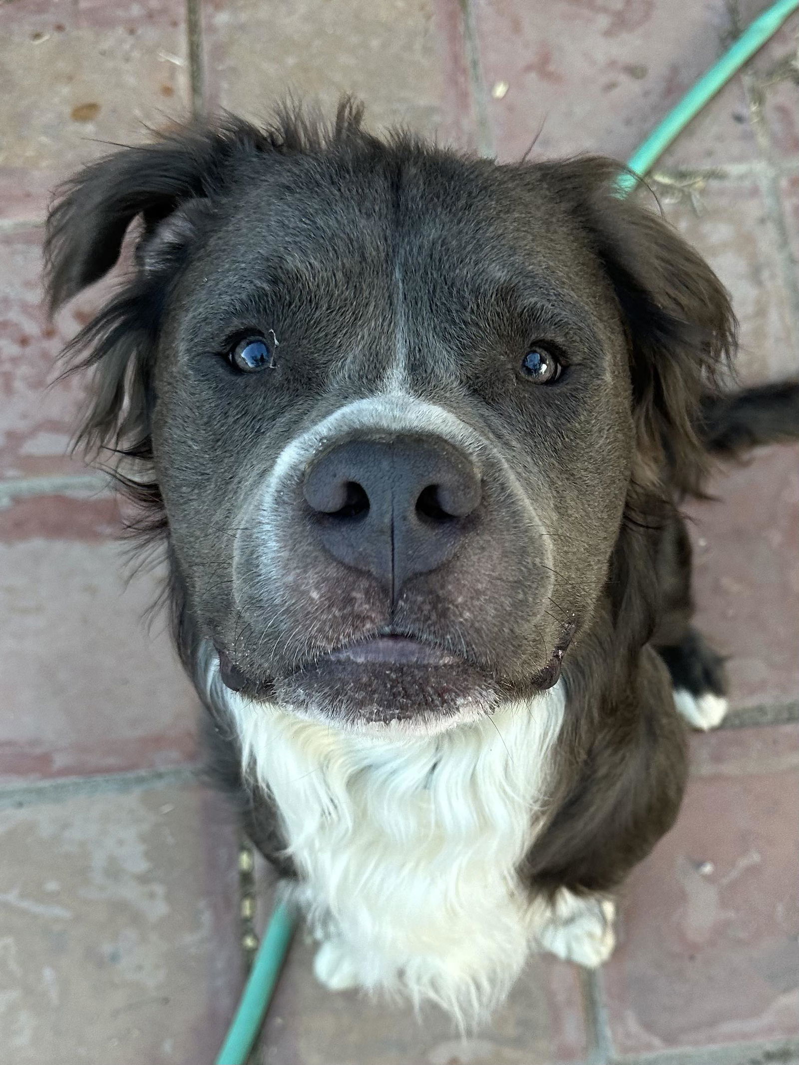 Bubba Bear