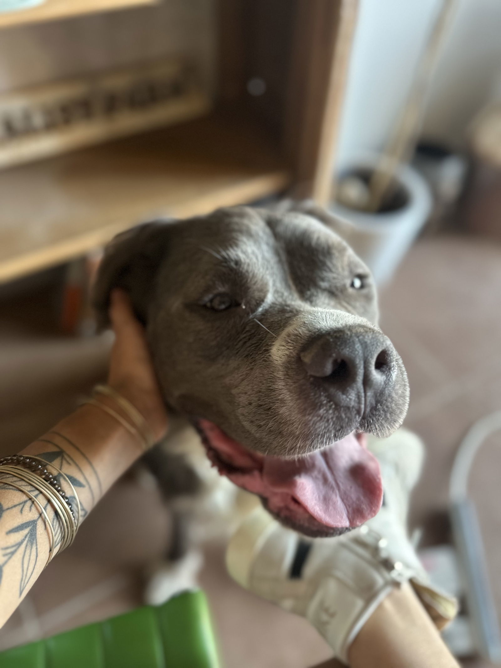 Bubba Bear
