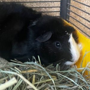 Hiya my name is Hammy I am handsome one and a half year old unaltered male guinea pig looking fo