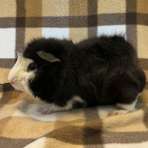 Hammy (M)