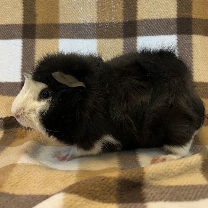 Hammy (M) 1