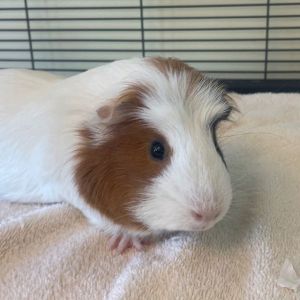 Hello out there all you wonderful people my name is Pancake Im an active 1 and a half year old