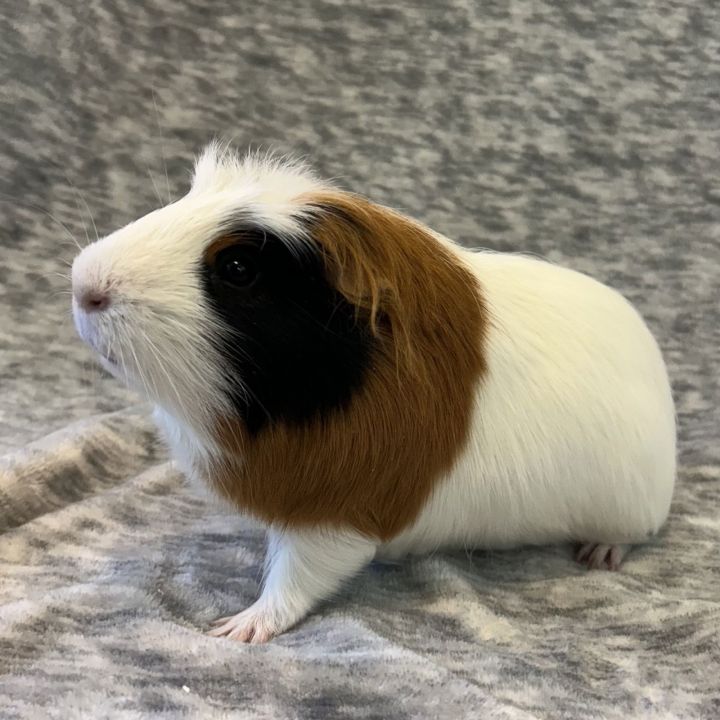 Pancake (M) 1