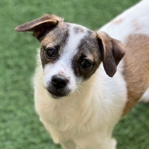 So pleased to meet you my name is Silver Im a spayed 7 month old ChihuahuaPomeranian pup that 