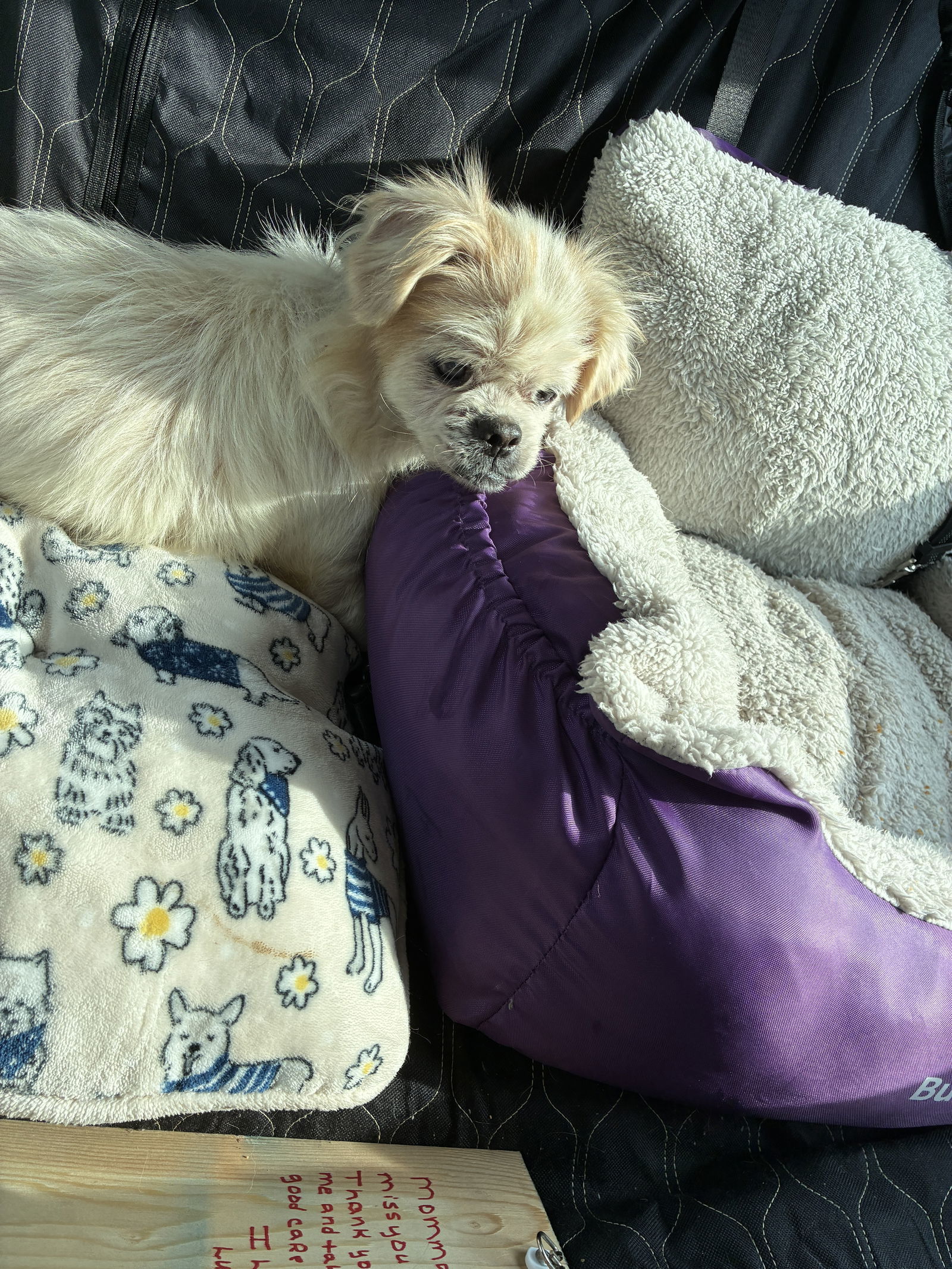 Layla, an adoptable Pekingese, Shih Tzu in Middlesex, NC, 27557 | Photo Image 1